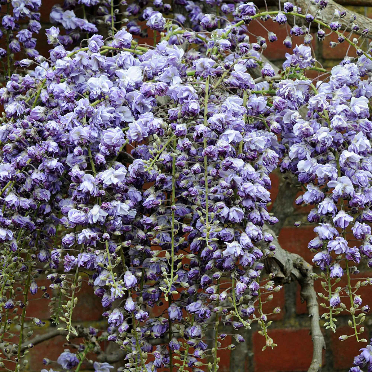 Glycine du Japon Black Dragon - Willemse
