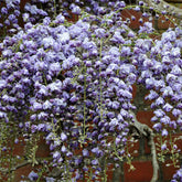Glycine du Japon Black Dragon - Willemse