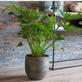 Philodendron Monstera Shangri La - Willemse