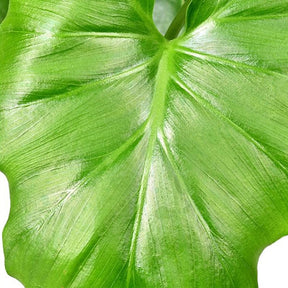 Philodendron Monstera Shangri La - Philodendron shangri la - Willemse