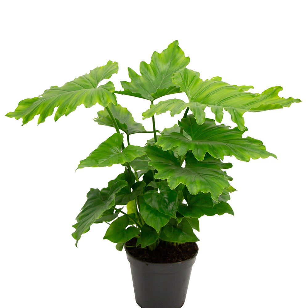 Vente Philodendron Monstera Shangri La - Philodendron shangri la