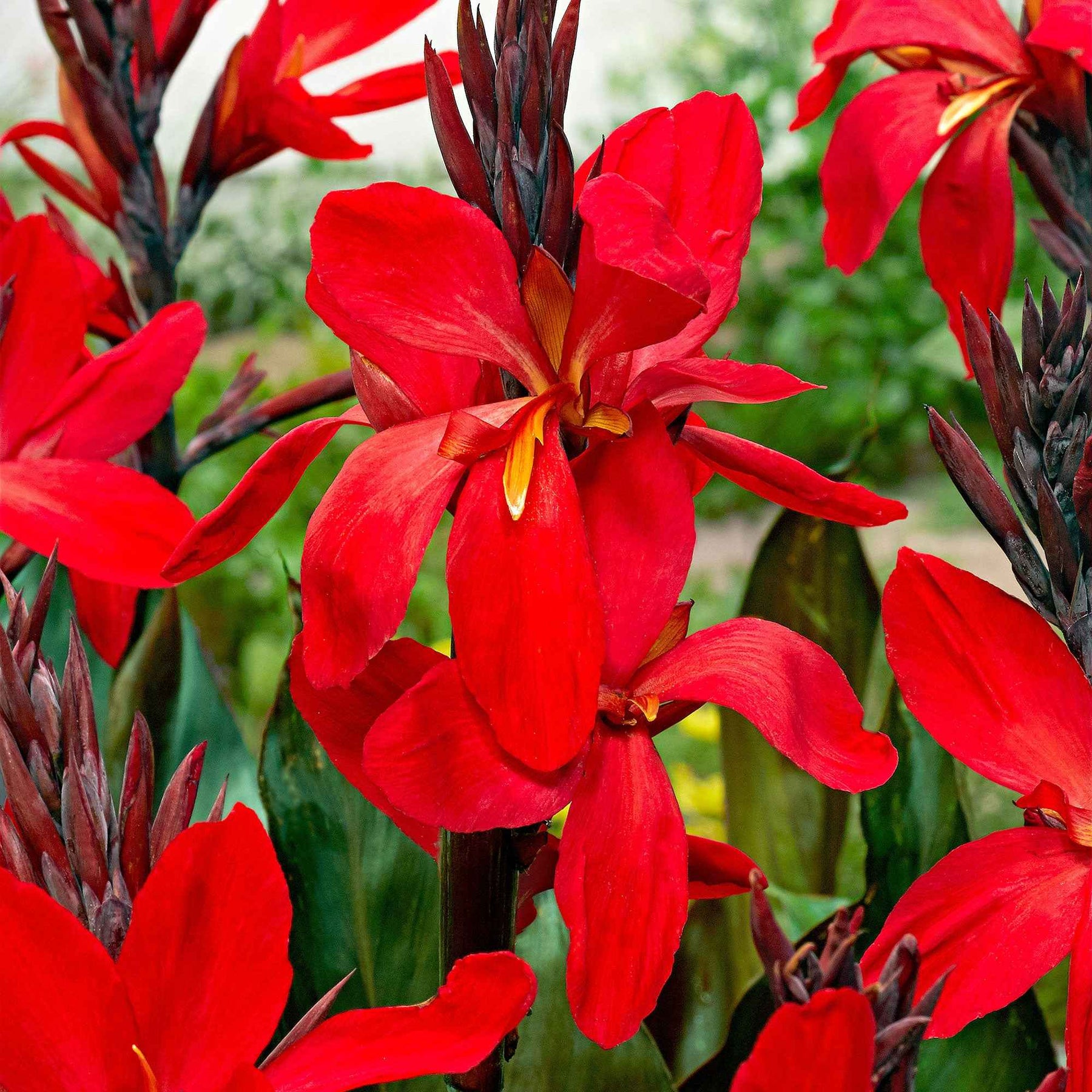Canna 'red futurity' - 2 Canna Red Futurity - Canna