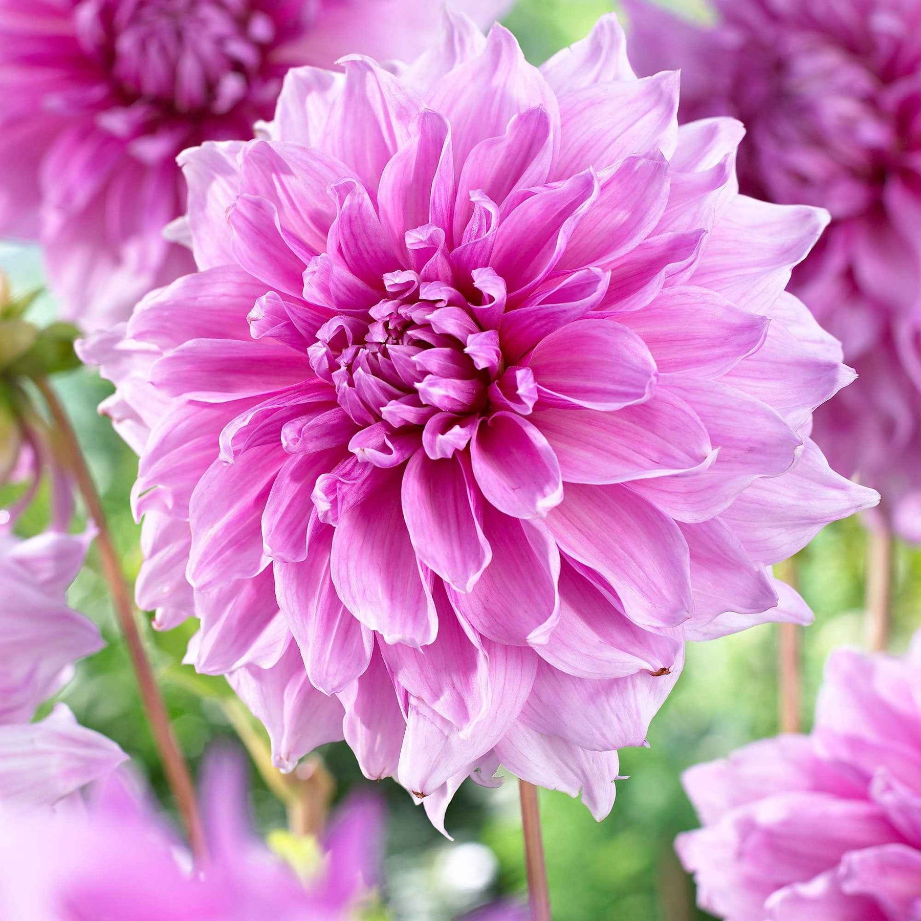 3 Dahlias géant Lavender Perfection - Willemse