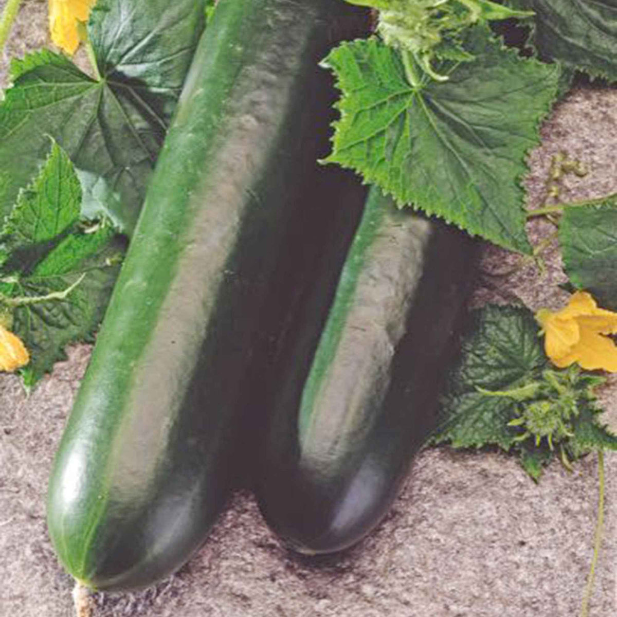 Concombre  'Johanna' - Cucumis sativus 'johanna' - Willemse