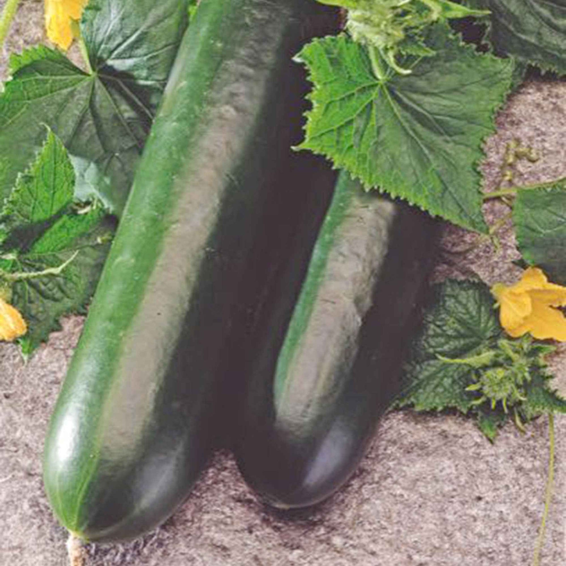 Concombre  'Johanna' - Cucumis sativus 'johanna' - Willemse