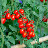 Tomate cerise 'Koralik' - Willemse