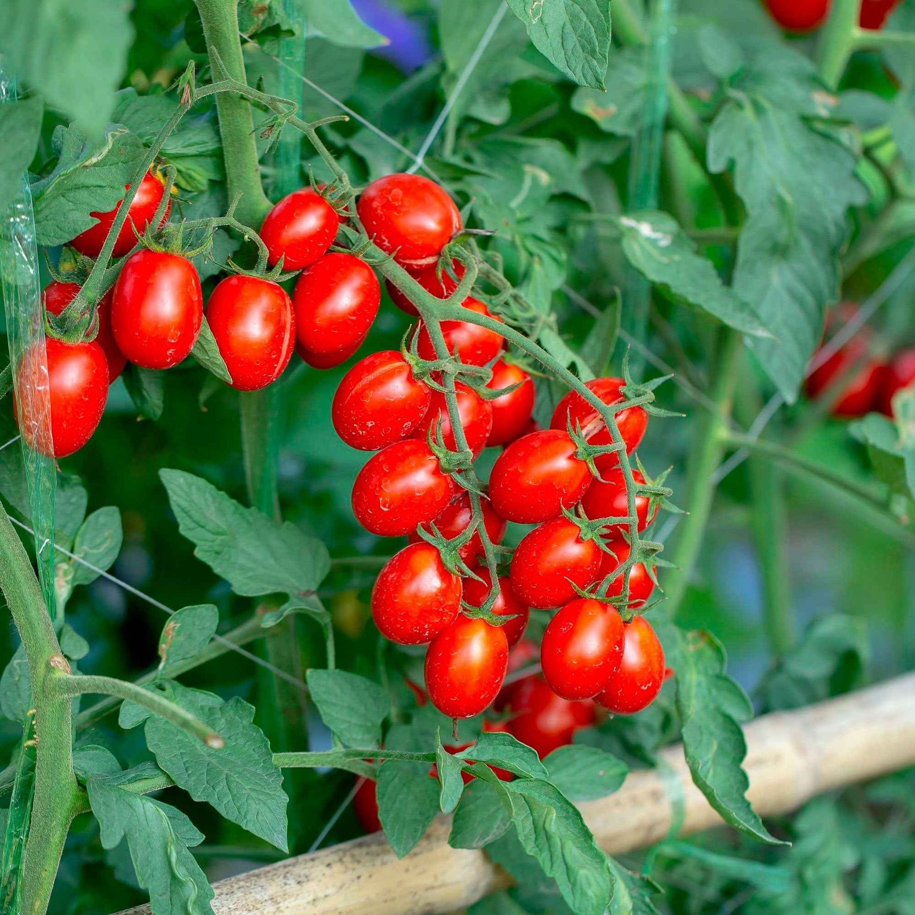 Tomate cerise 'Koralik' - Willemse