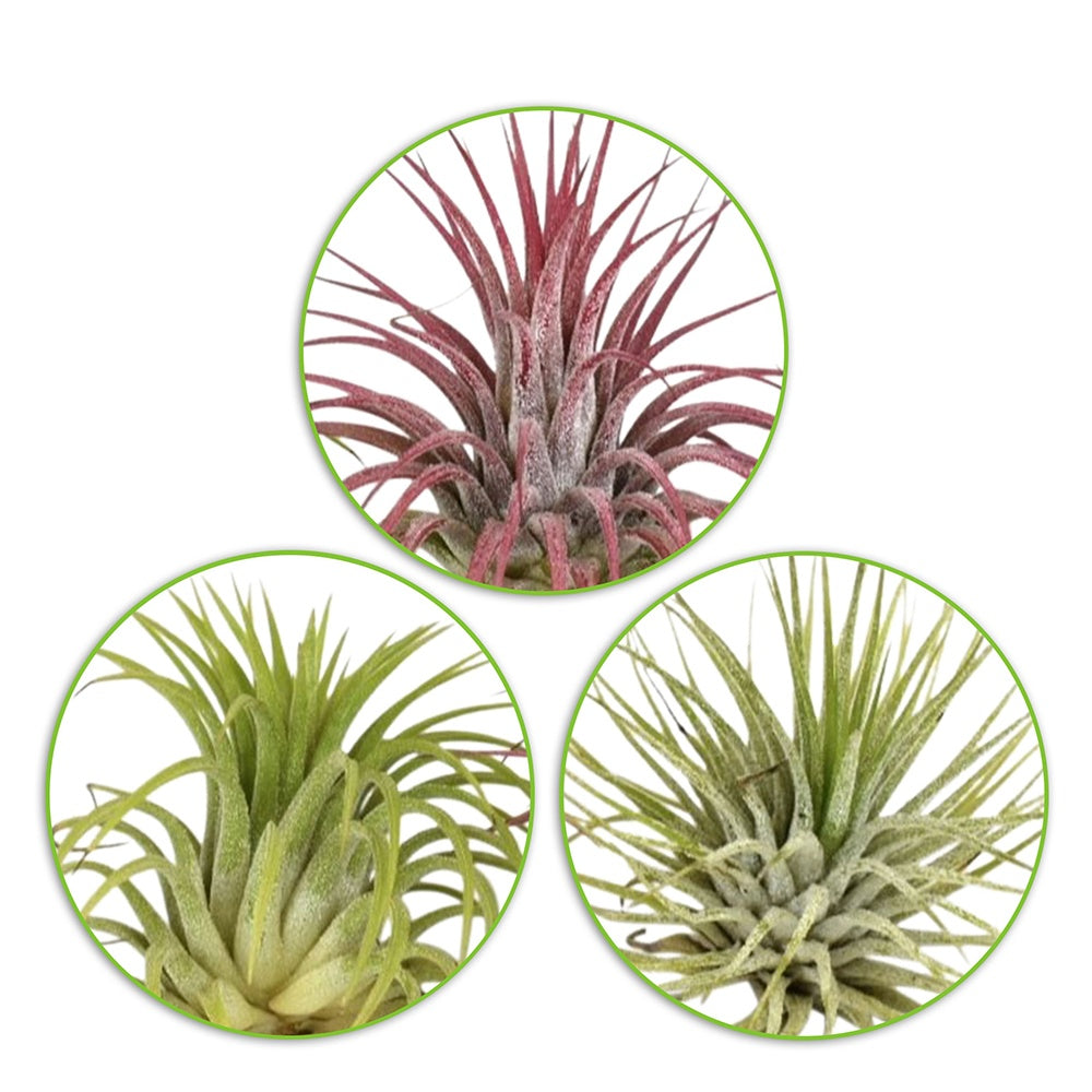 3 Tillandsias en mélange - Willemse