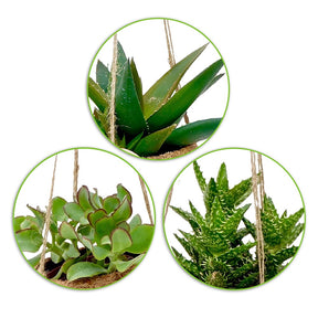 Collection de 4 succulentes et ses pots en fibre de noix de coco - Kokodama Succulentmix - Willemse