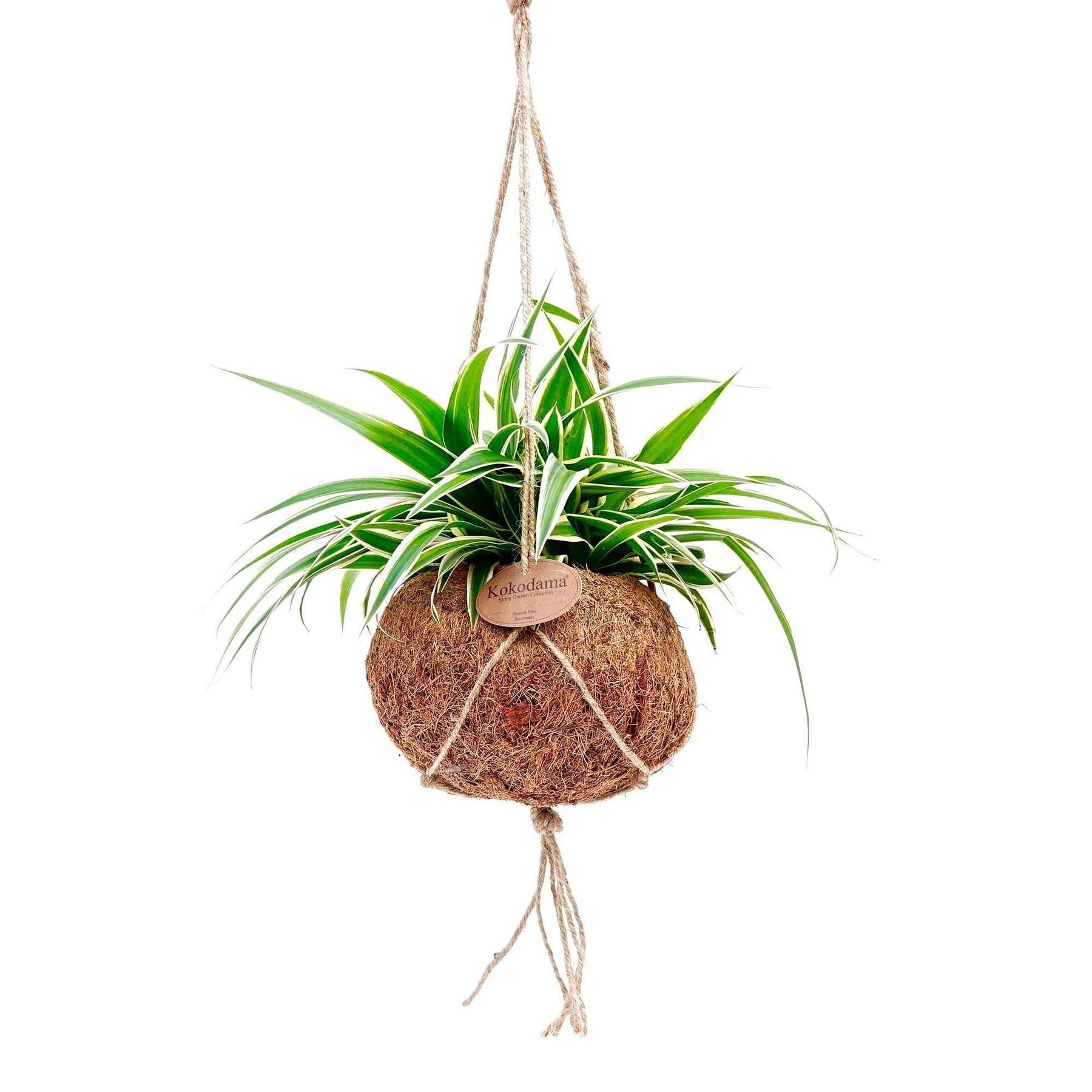 Chlorophytum - Chlorophytum et son pot en fibre de noix de coco - Plantes retombantes