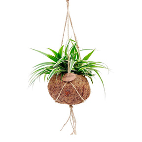 Chlorophytum - Chlorophytum et son pot en fibre de noix de coco - Plantes retombantes