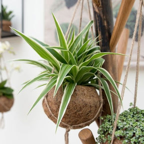 Chlorophytum et son pot en fibre de noix de coco - Willemse