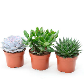 Collection de 3 succulentes - Aloé, Echeveria, Crassula - Willemse