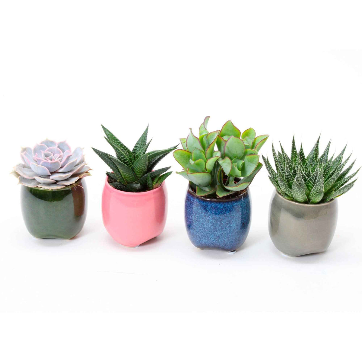 Collection de 4 succulentes - Willemse