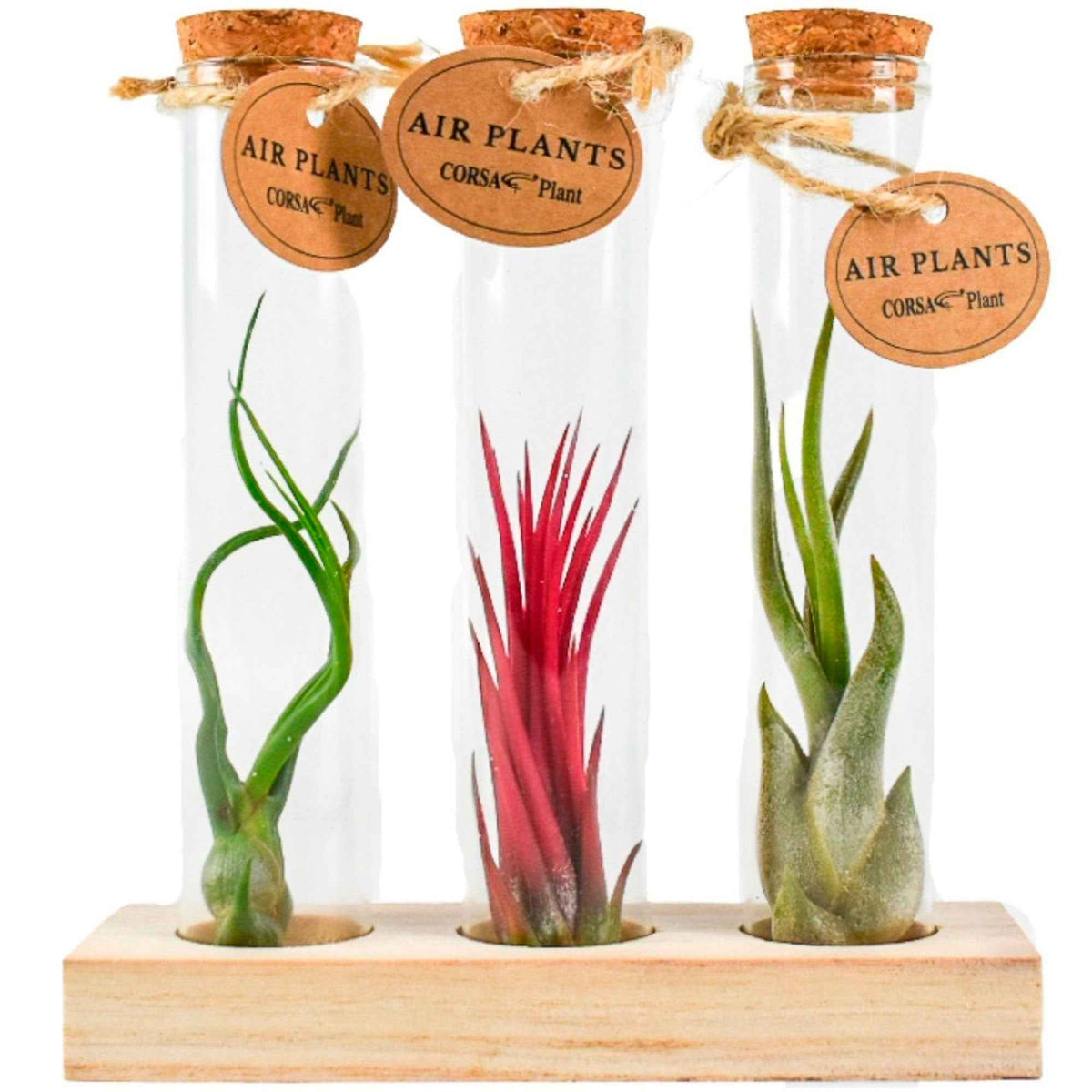 Collection de Tillandsias avec tubes en verre - Willemse