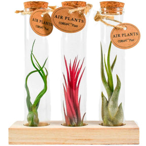Collection de Tillandsias avec tubes en verre - Willemse