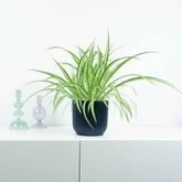 Chlorophytum comosum Vittatum - Willemse