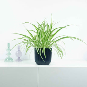 Chlorophytum comosum Vittatum - Willemse