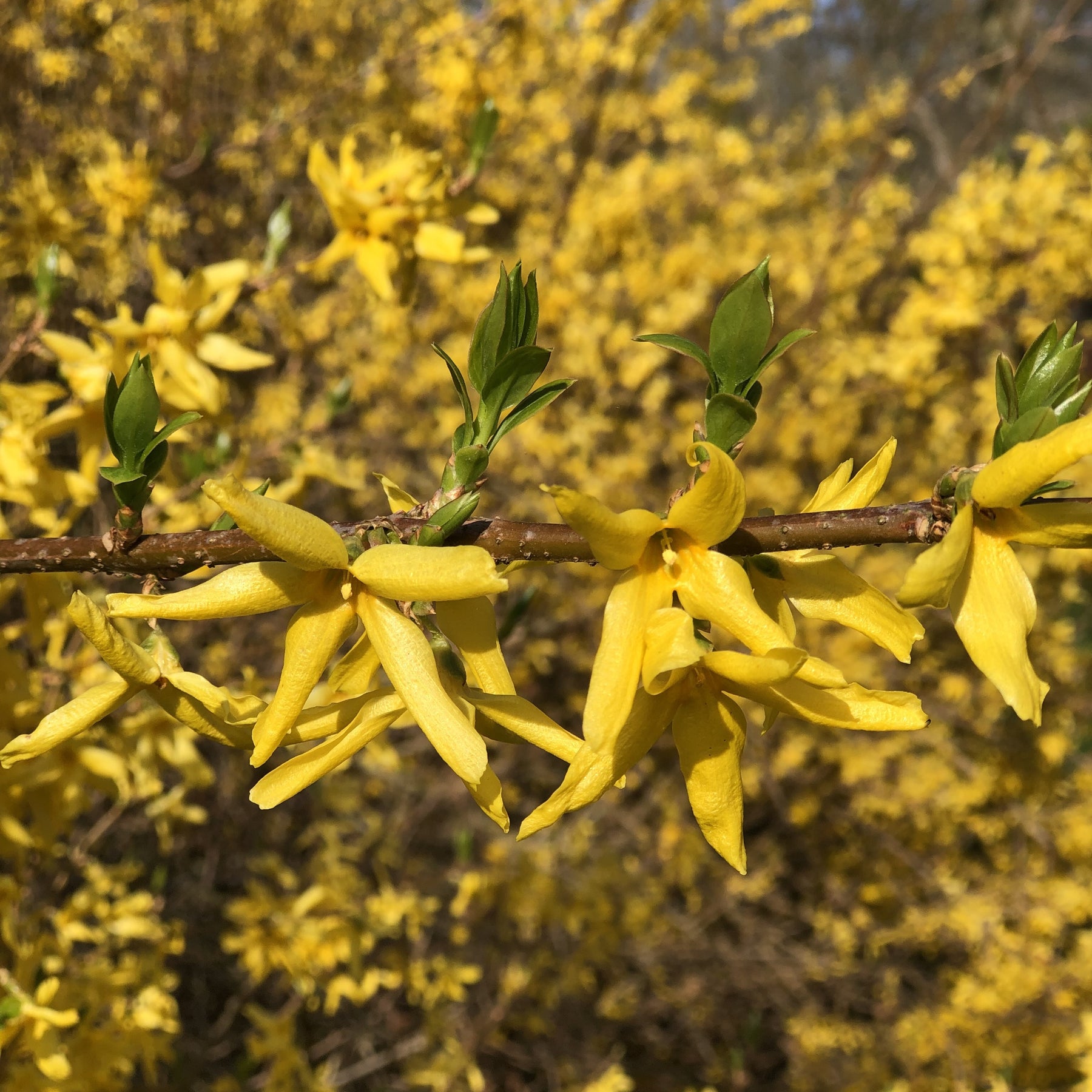 Forsythia x intermedia Spectabilis - Forsythia Spectabilis - Forsythias