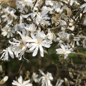 Magnolias - Magnolia étoilé - Magnolia stellata