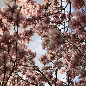 Vente Magnolia de Soulange - Magnolia soulangeana