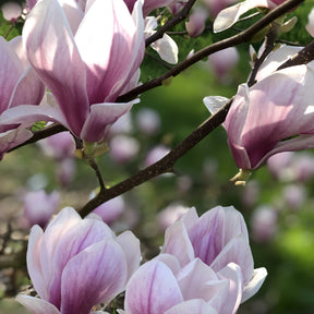 Magnolia soulangeana - Magnolia de Soulange - Magnolias