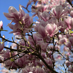 Magnolias - Magnolia de Soulange - Magnolia soulangeana