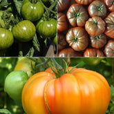 Collection de 9 Plants de tomates originales - Willemse