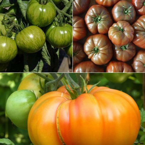 Collection de 9 Plants de tomates originales - Willemse