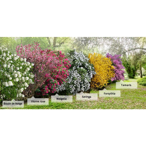 Vente Collection Haie des quatre saisons - 6 arbustes - Collections d'arbustes