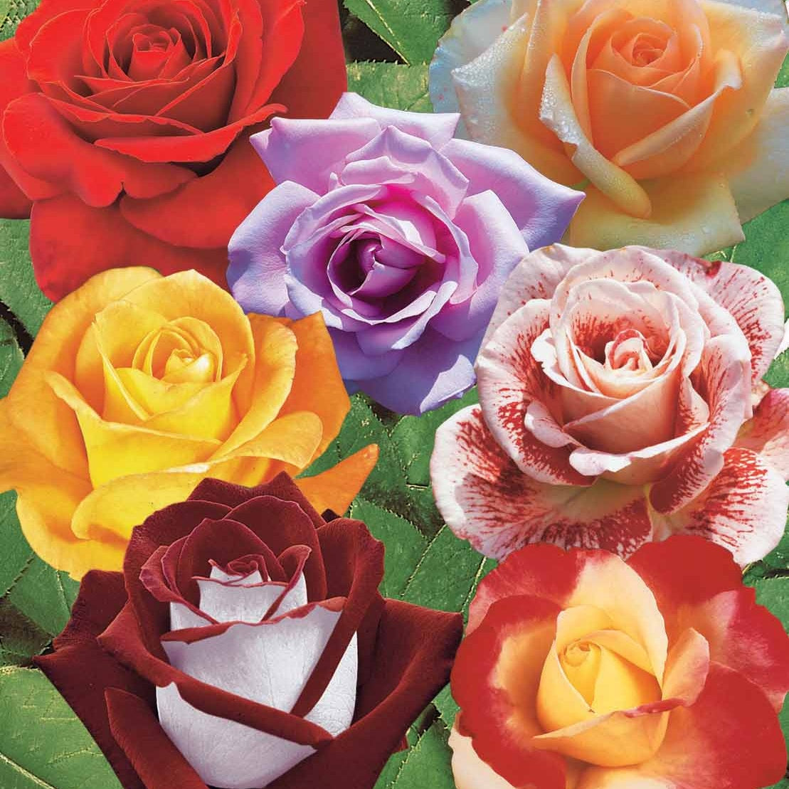 Collection de 7 Rosiers buissons - Rosa Osiria, Malaga, Blue moon, La magie du Parfum, Whisky, Famosa, Double Delight - Willemse