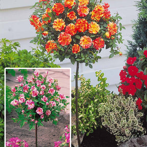 Collection de 2 mini-rosiers sur tiges Armida et Mousha - Willemse
