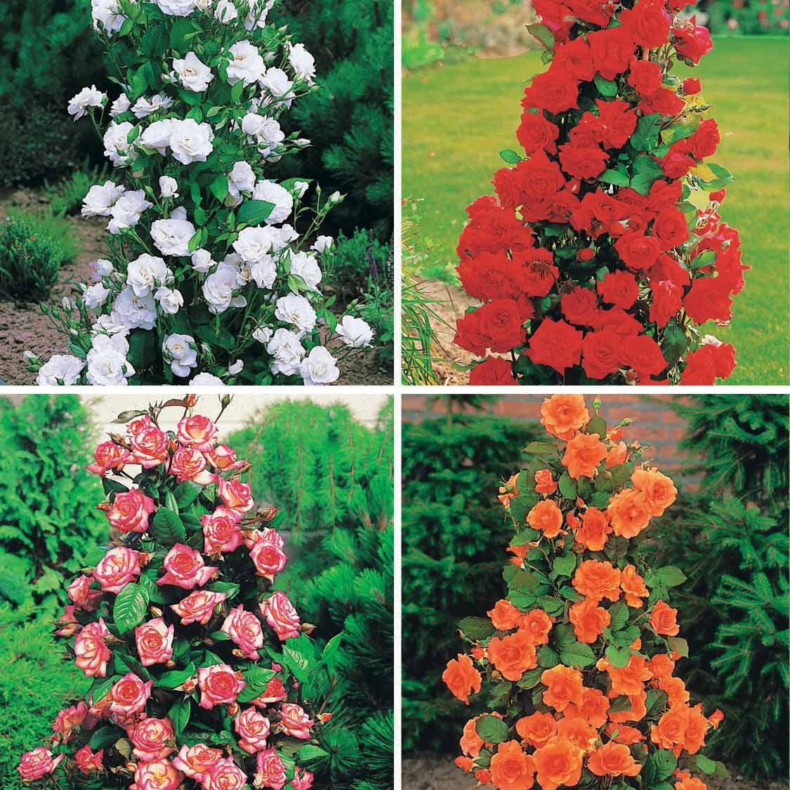 Collection de 4 Rosiers arbustes : Shalom, Korbin, Westerland, Handel - Willemse