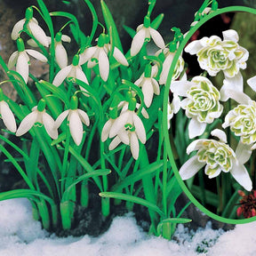 Collection de 35 Perce-neige doubles et simples - Willemse