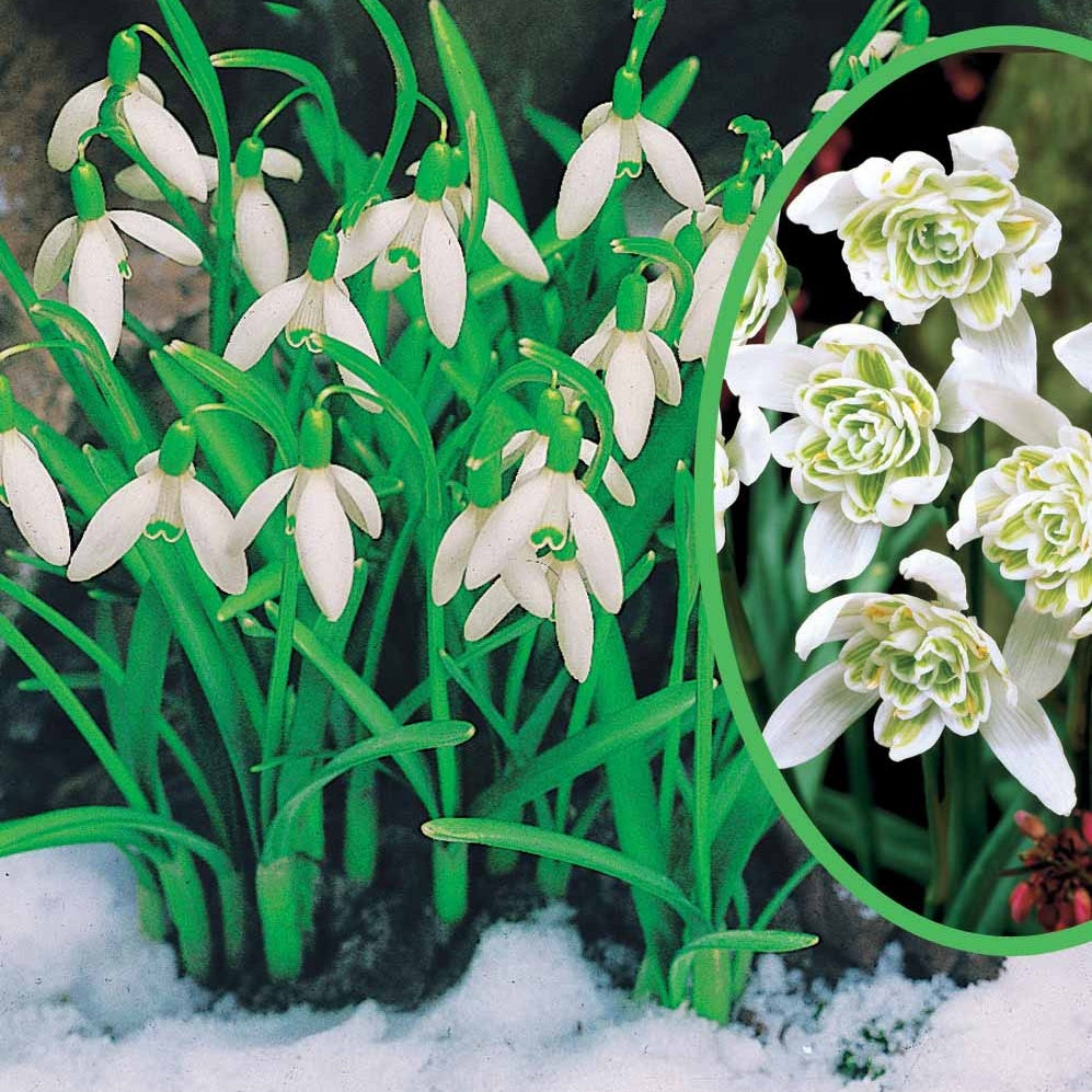 Collection de 35 Perce-neige doubles et simples - Willemse