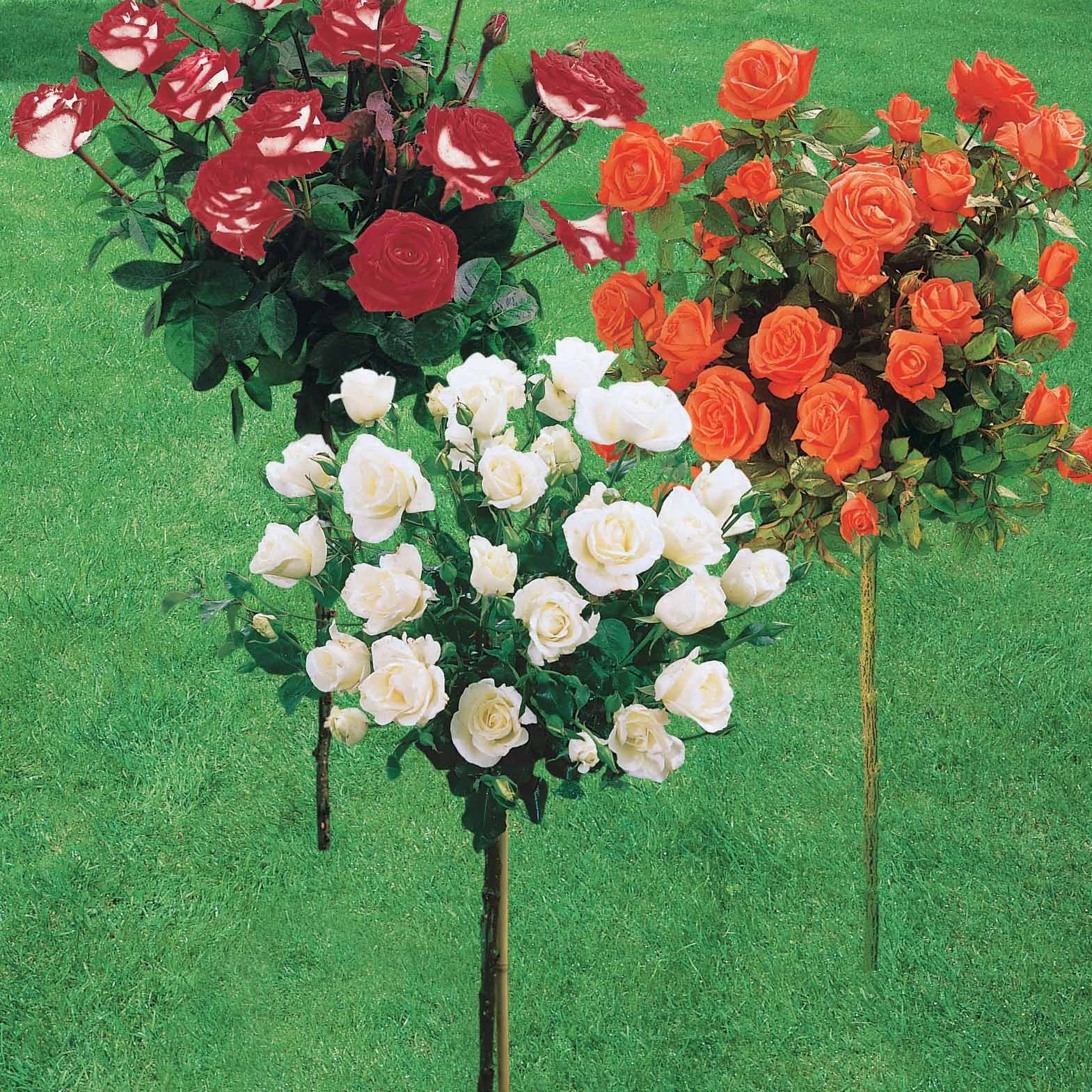 Vente Collection de 3 Rosiers tiges : Ramona, Korbin, Osiria