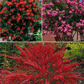 Collection de 3 arbustes : lagerstroemia, callistemon, genêt - Willemse