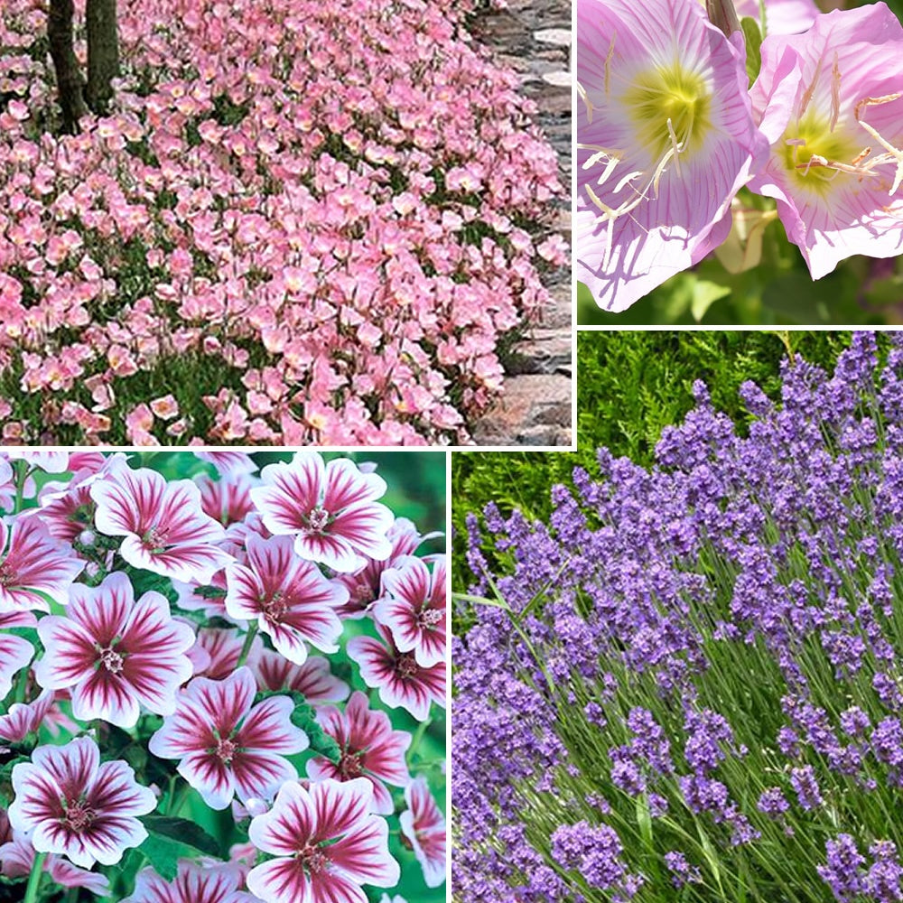 Collection de 6 plantes vivaces pastel - Willemse