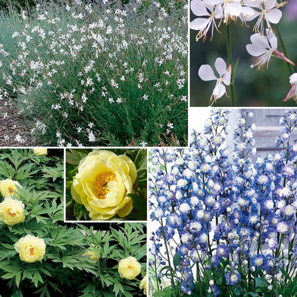 Vente Collection de 4 plantes vivaces aux couleurs tendres