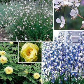 Vente Collection de 4 plantes vivaces aux couleurs tendres