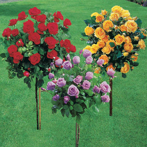 Collection de 3 Rosiers sur tige (Sunsilk, Dame de Coeur, Walztime) - Rosa 'sunsilk', 'dame de coeur', 'walztime' - Willemse