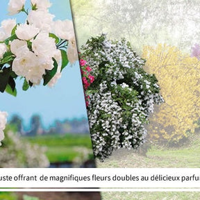 Viburnum opulus roseum, viburnum bodnantense dawn, weigelia bristo - Collection Haie des quatre saisons- 18 arbustes EXTRA (3/5 branches) - Collections d'arbustes