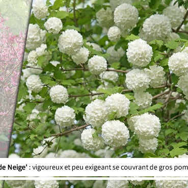Vente Collection Haie des quatre saisons- 18 arbustes EXTRA (3/5 branches)