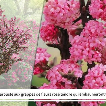 Collection Haie des quatre saisons- 18 arbustes EXTRA (3/5 branches) - Collections d'arbustes - Willemse