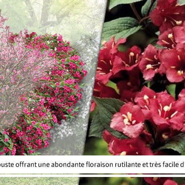 Vente Collection Haie des quatre saisons- 18 arbustes EXTRA (3/5 branches) - Collections d'arbustes
