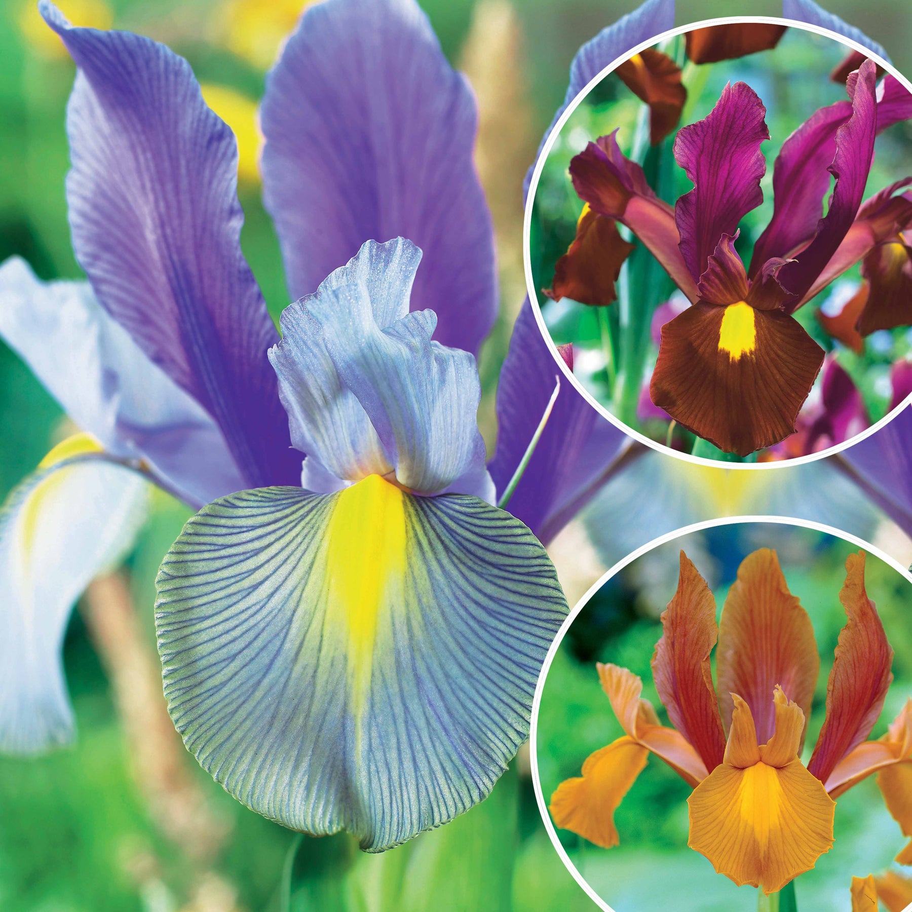 Coll. 60 Iris de Hollande:Gipsy Beauty,Braise rouge,Princesse automne - Willemse