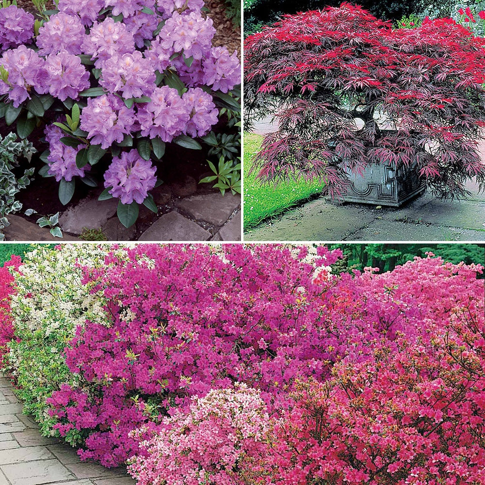 Collection de 5 arbustes d'ombre (3 azalées + 1 rhodo + 1 érable) - Willemse