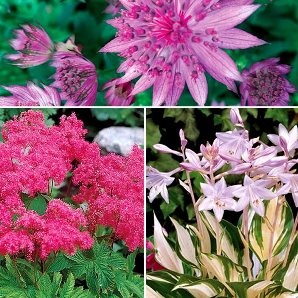 Collection de 8 plantes vivaces roses pour un jardin d'ombre - Willemse