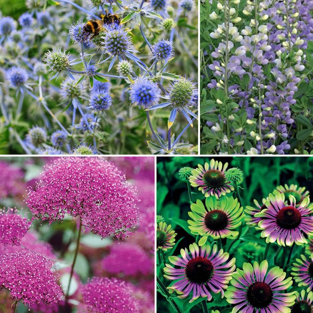 Collection de 10 plantes vivaces contemporaines et méllifères - Willemse