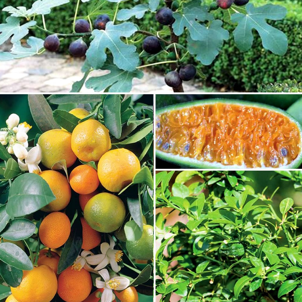 Collection de 3 mini-fruitiers pour terrasses méditerranéennes - Willemse